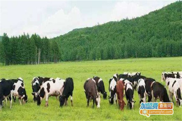 特地牛奶加盟费