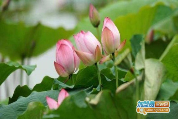 莲香儿化妆品加盟费