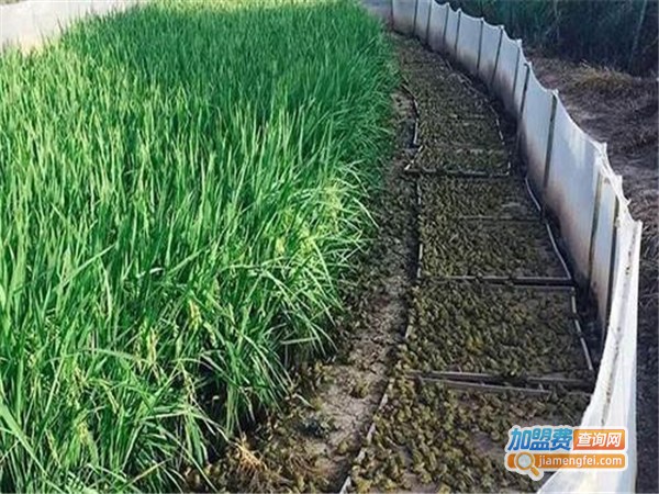 中农八号青蛙养殖加盟门店