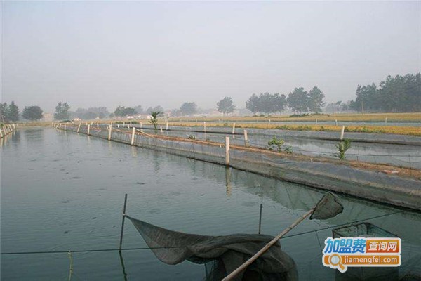 江丰10号泥鳅养殖加盟费