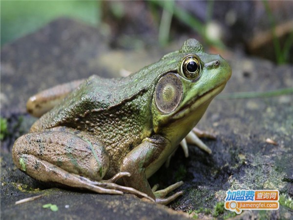 中农八号青蛙养殖加盟门店