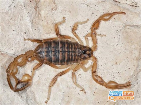 鼎迈巨蝎加盟门店