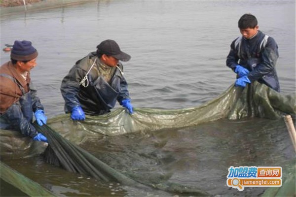 江丰10号泥鳅养殖加盟费