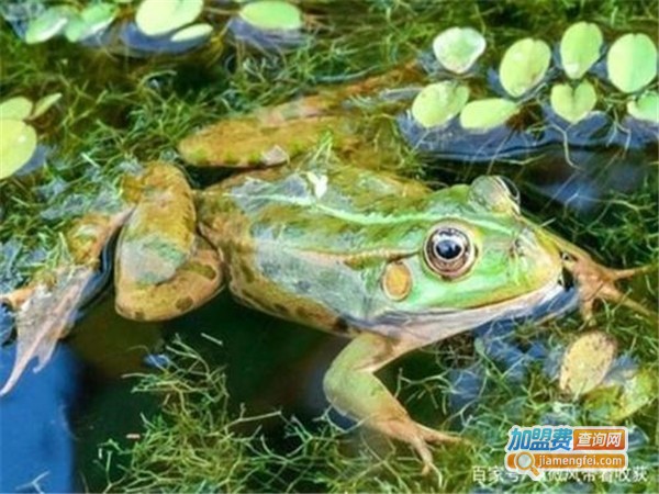 中农八号青蛙养殖加盟门店