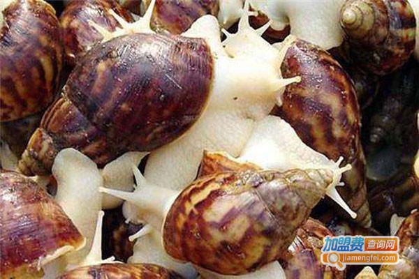 华翔9号白玉蜗牛加盟