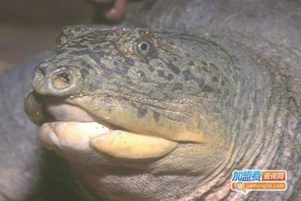 恒河鳖养殖加盟门店