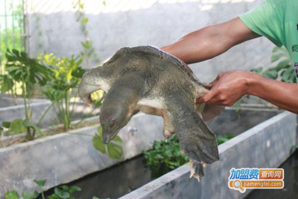 山瑞鳖养殖加盟门店
