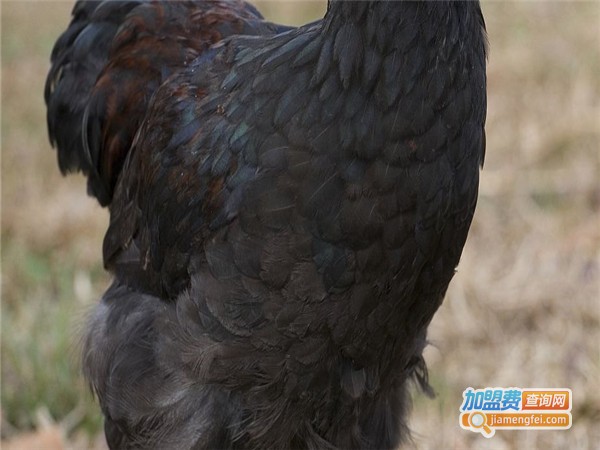 【五黑鸡养殖加盟】开五黑鸡养殖轻松实现财富自由！