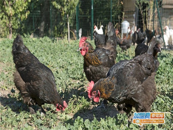 乌骨鸡养殖加盟门店