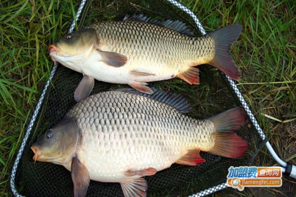 鞍带石斑鱼养殖加盟费