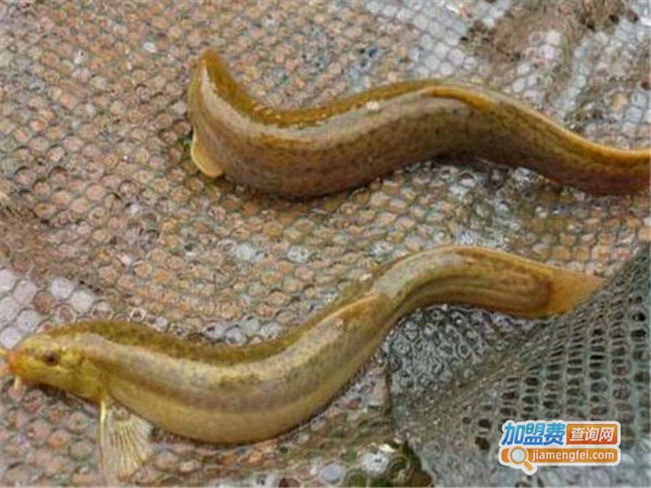 久久泥鳅王加盟门店