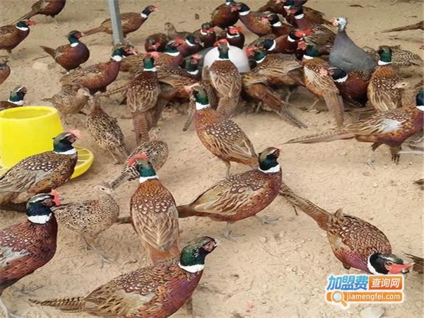 七彩山鸡养殖加盟费