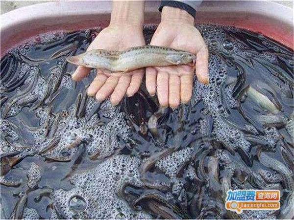 久久泥鳅王加盟门店