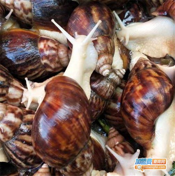 贝明纳蜗牛养殖加盟费