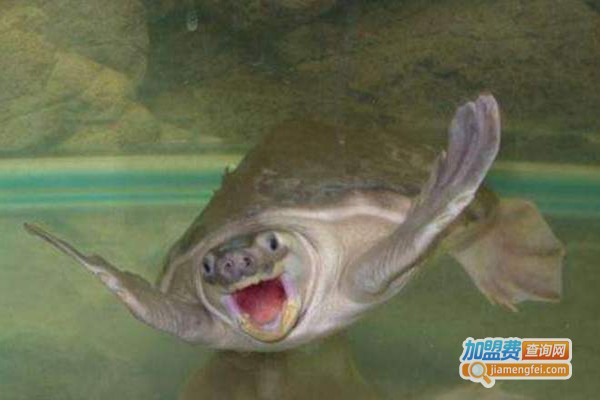 猪鼻龟养殖加盟门店