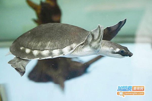 猪鼻龟养殖加盟门店