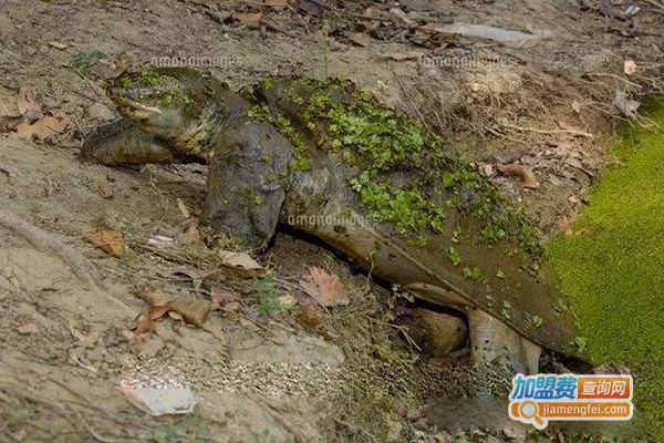 恒河鳖养殖加盟门店