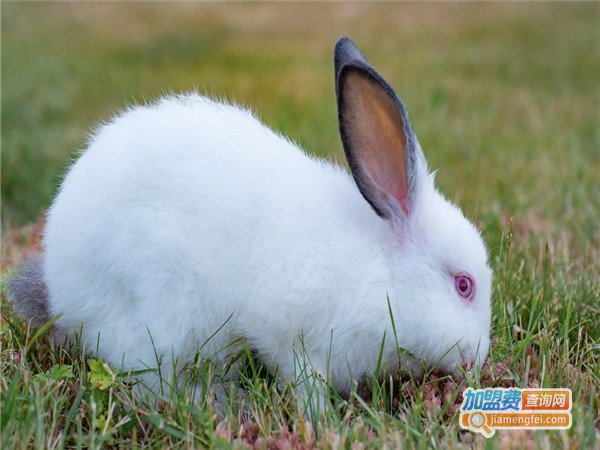 亿农金兔养殖加盟