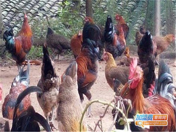 黑羽土鸡养殖加盟