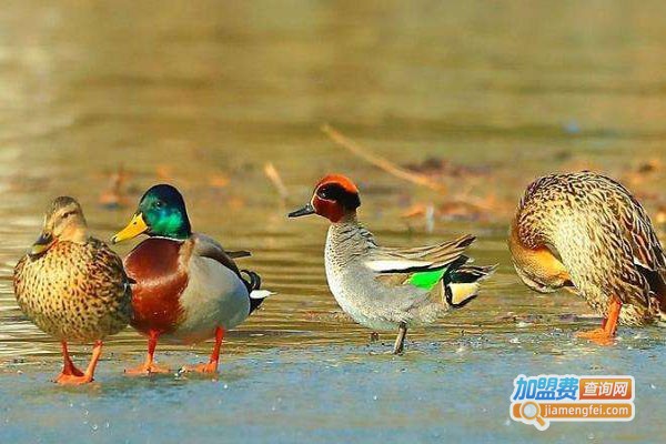 绿翅鸭养殖加盟