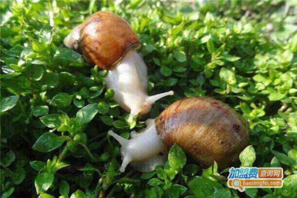 田富丰蜗牛养殖加盟费