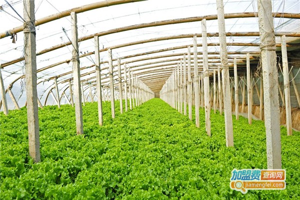 【菜之初芽苗菜加盟】详细的菜之初芽苗菜加盟信息！