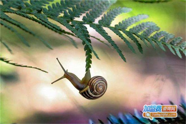 丰瑞10号白玉蜗牛加盟