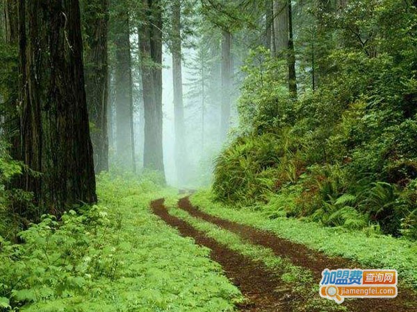 森林家负离子壁纸加盟费