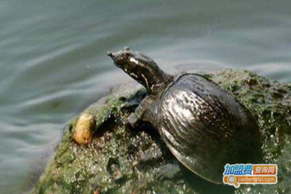 山瑞鳖养殖加盟门店