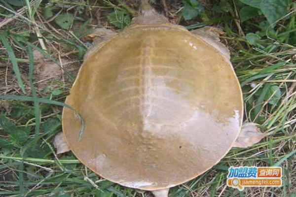 黄沙鳖养殖加盟门店