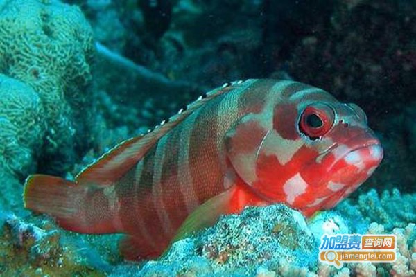 鞍带石斑鱼养殖加盟费