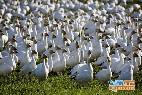 天府肉鸭养殖加盟费