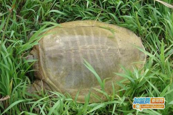 黄沙鳖养殖加盟门店