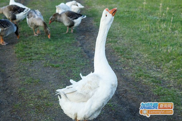 莱茵鹅养殖
