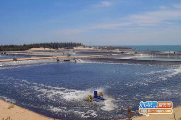 甲旺南美对虾智能养殖