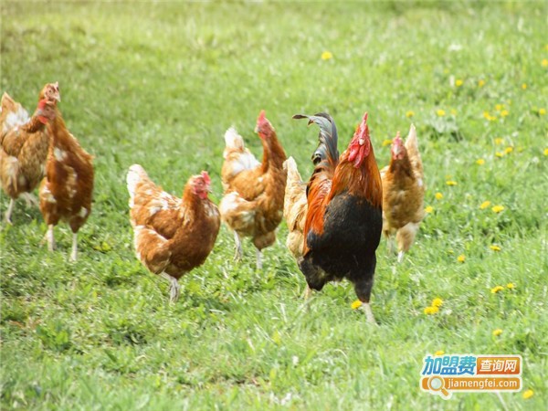 三黄鸡养殖加盟门店