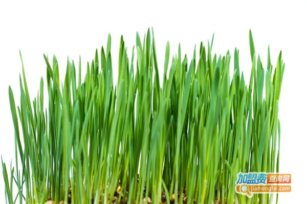 菜之初芽苗菜加盟