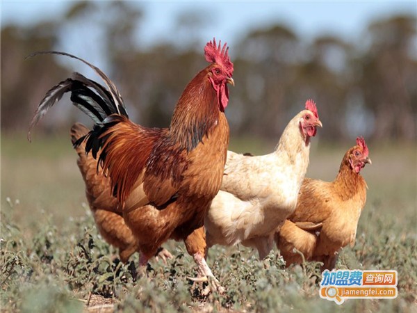 笨鸡养殖加盟门店