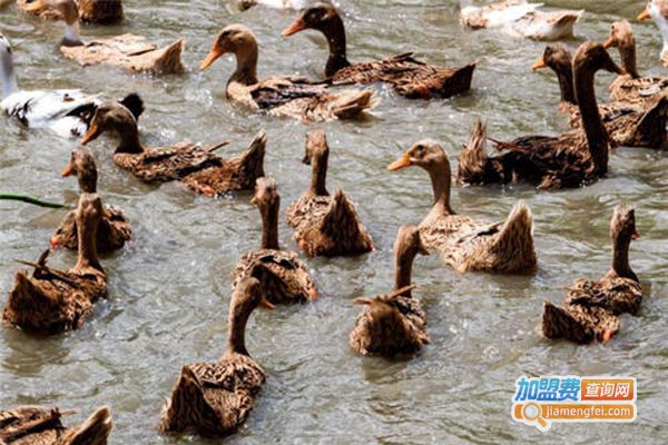 绿翅鸭养殖加盟