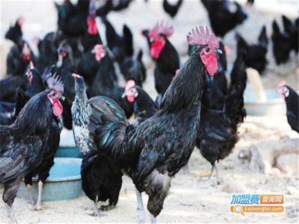 乌骨鸡养殖加盟门店