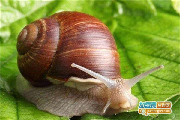 丰瑞10号白玉蜗牛加盟