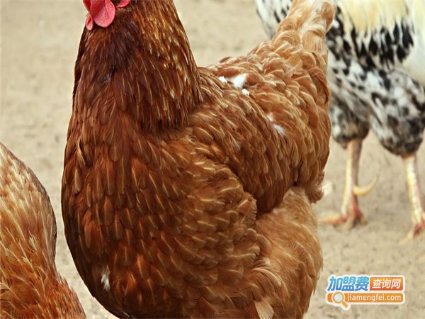 三黄鸡养殖加盟门店