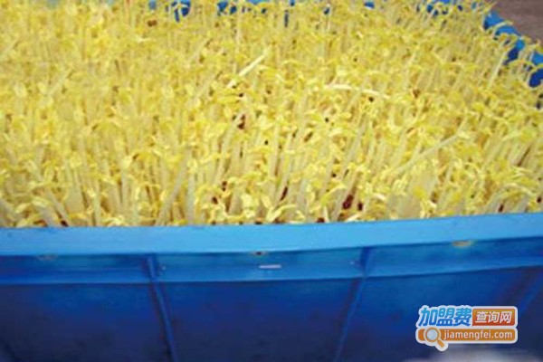 普强豆芽机加盟门店