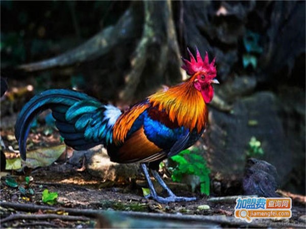 良凤花鸡养殖加盟门店