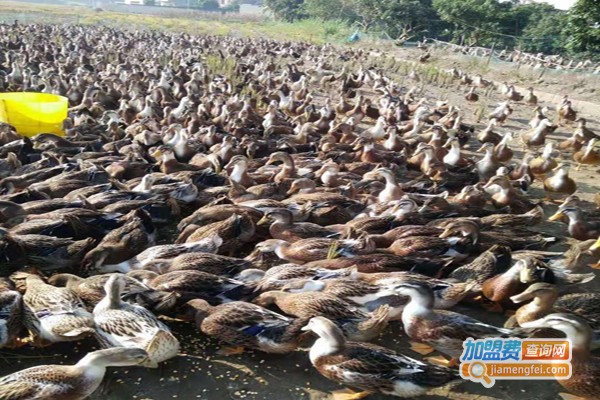 老雄鸭养殖加盟
