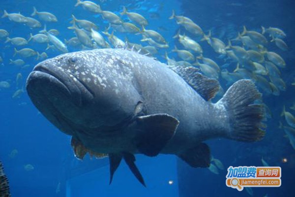 鞍带石斑鱼养殖加盟费