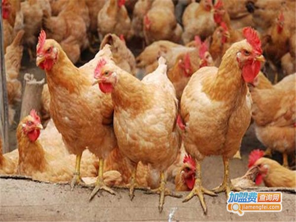 三黄鸡养殖加盟门店