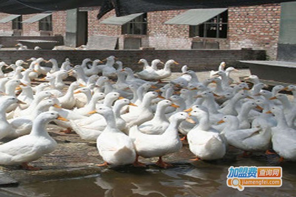 老雄鸭养殖加盟