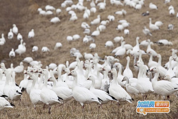 奥白星鸭养殖加盟