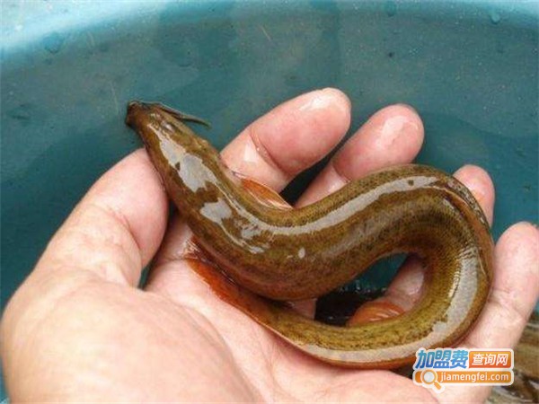 久久泥鳅王加盟门店